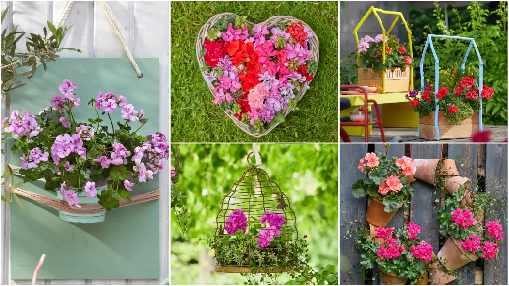 Pelargonie w nowej odsłonie. 26 pomysłów na balkon w sezonie 2026