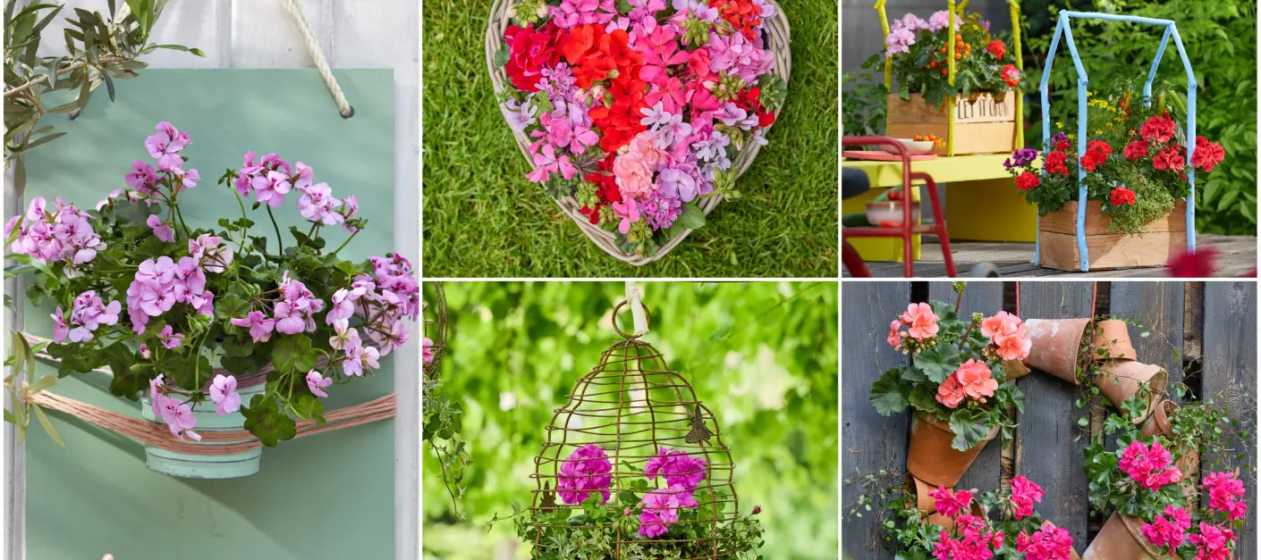 Pelargonie w nowej odsłonie. 26 pomysłów na balkon w sezonie 2026