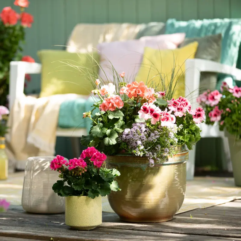 Pelargonie w kompozycji z bylinami