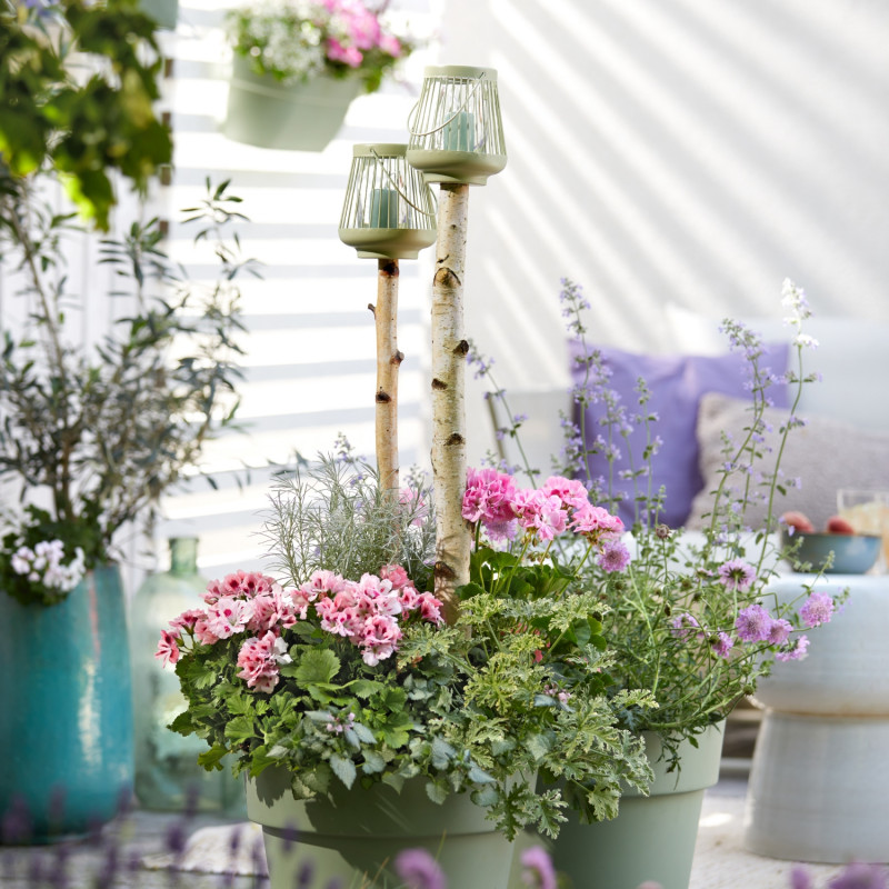 Kompozycja pelargonii i kwiatów dla zapylaczy