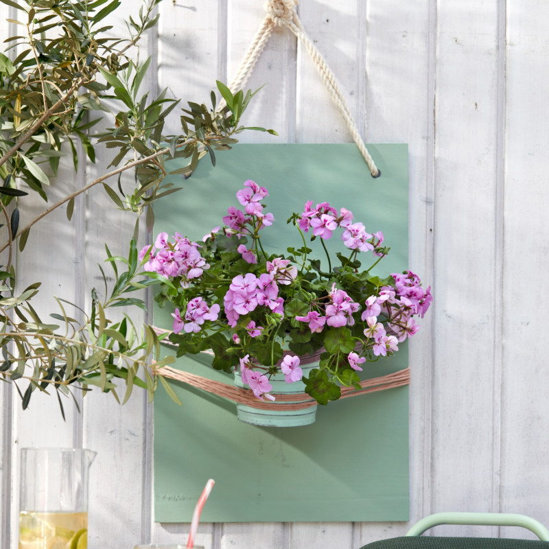 Żywy obraz z pelargonią