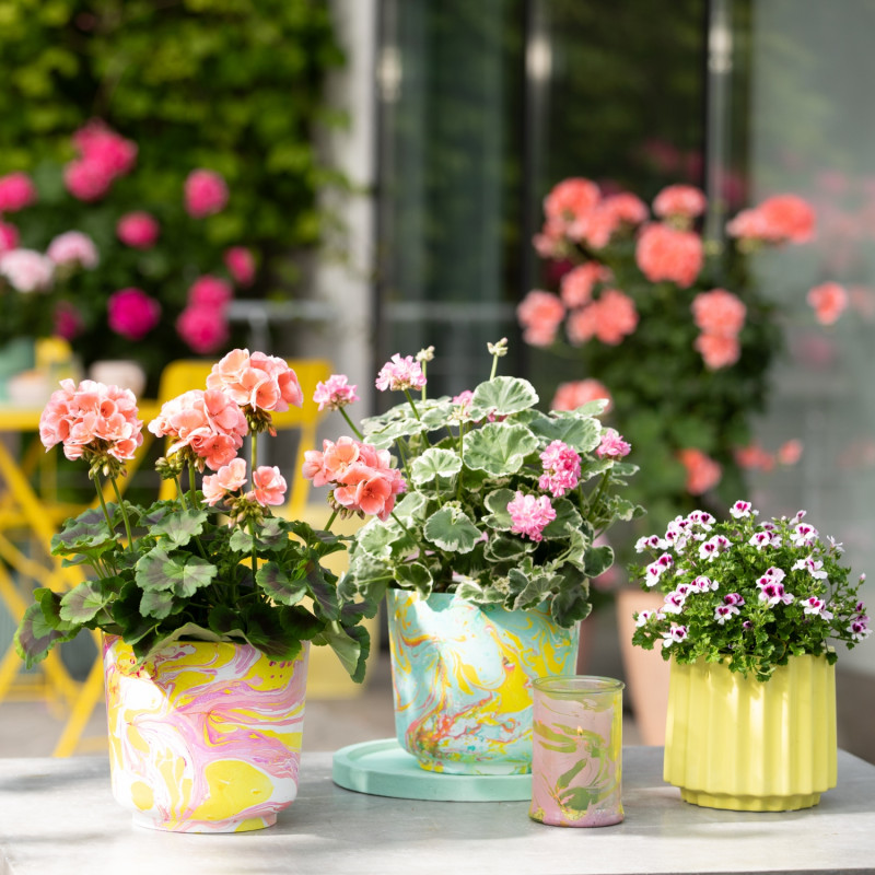 Pelargonie w ręcznie malowanych  osłonkach