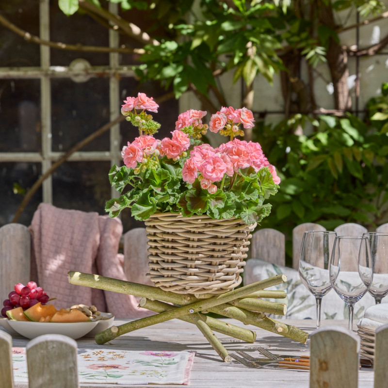 Łososiowa pelargonia w koszu