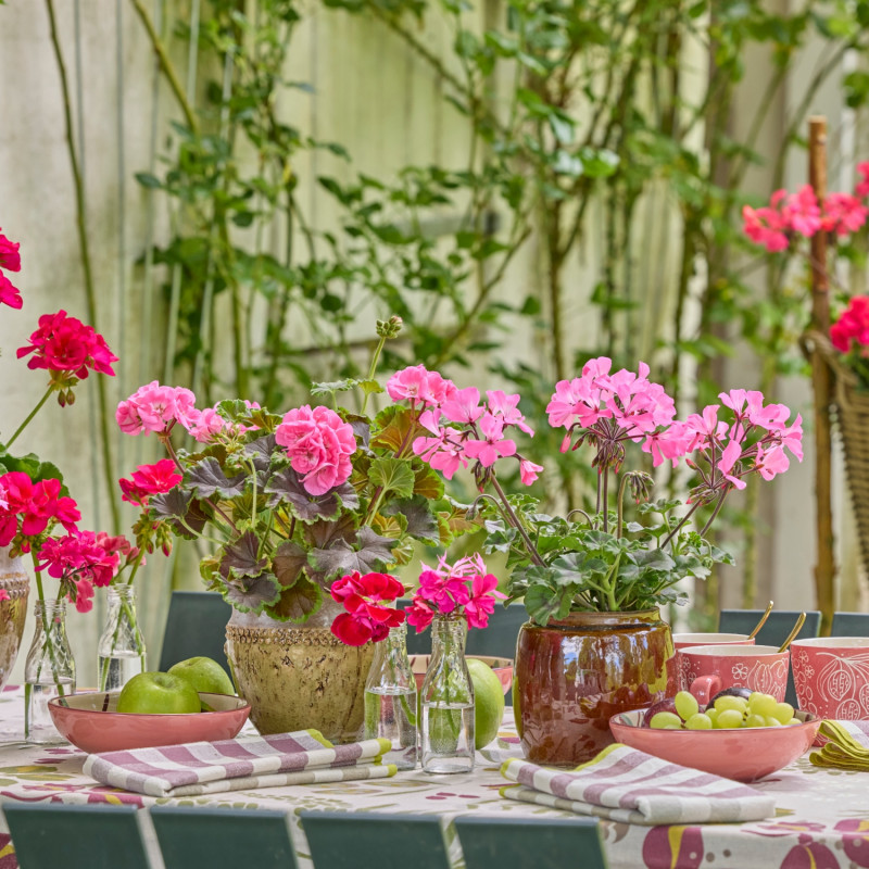 Różowe pelargonie rabatowe w rustykalnej aranżacji