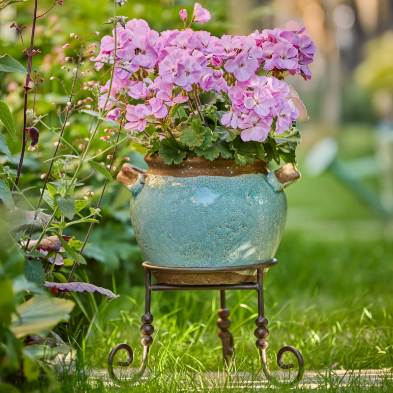 Pelargonia w donicy na metalowym stojaku