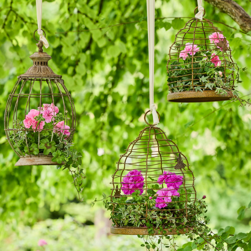 Klatki z pelargoniami i bluszczem