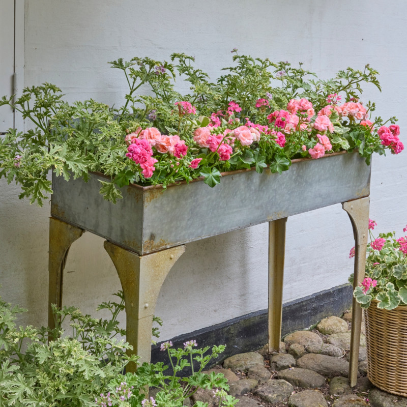 Metalowa skrzynia z różowymi pelargoniami