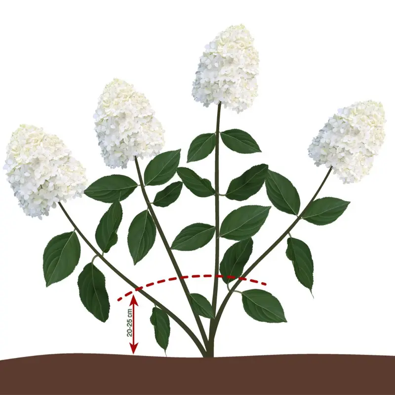 Przycinanie hortensji bukietowej w pierszym roku