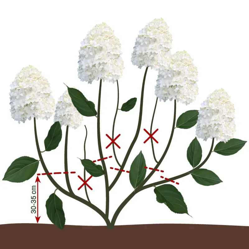 Przycinanie hortensji bukietowej w drugim roku