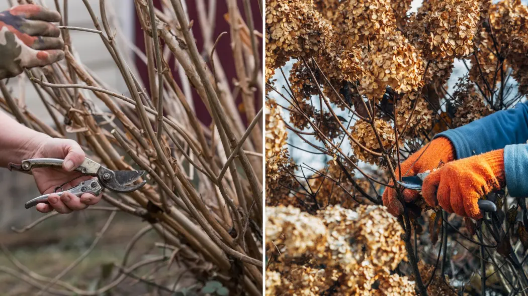 Przycinanie hortensji bukietowej. Jak i kiedy przycinać hortensję bukietową