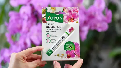 Posmaruj tym pęd storczyka, a wkrótce zakwitnie. Tak działa innowacyjny aktywator Orchid Booster