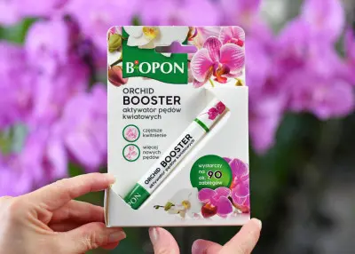 Posmaruj tym pęd storczyka, a wkrótce zakwitnie. Tak działa innowacyjny aktywator Orchid Booster