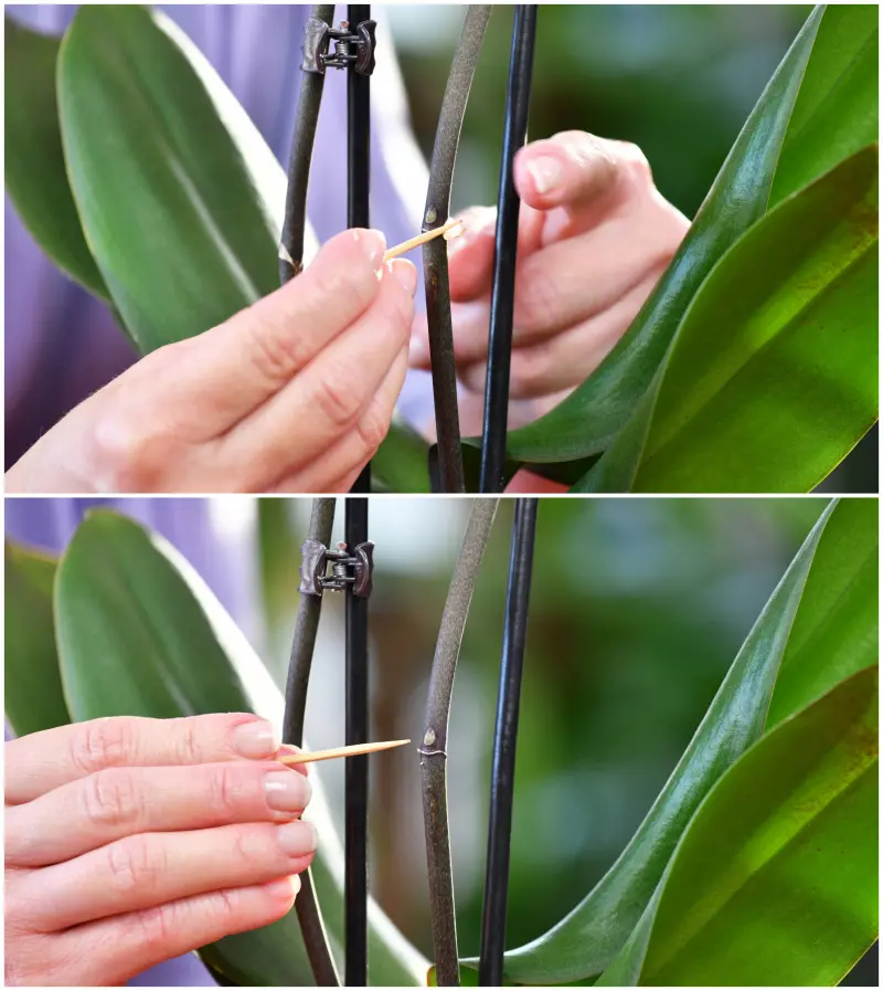 Odsłanianie oczka na pędzie storczyka przed zastosowaniem aktywatora kwitnienia