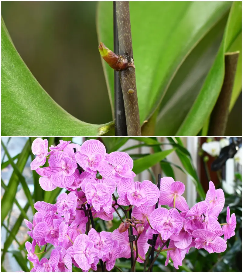 Nowy pęd kwiatowy storczyka wyrastający z oczka oraz kwitnący storczyk