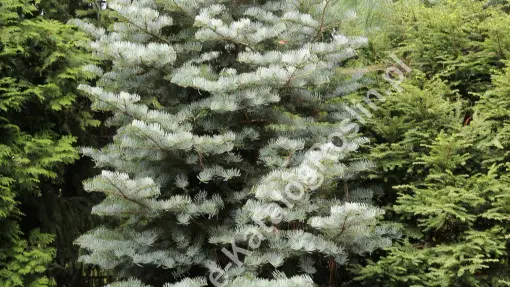 Jodła jednobarwna ‘Archer’s Dwarf’