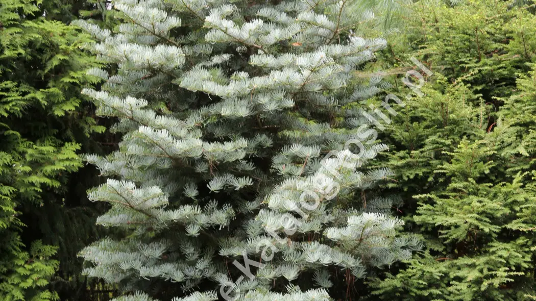 Jodła jednobarwna ‘Archer’s Dwarf’ latem w ogrodzie. Niska odmiana iglasta o srebrzystych igłach.