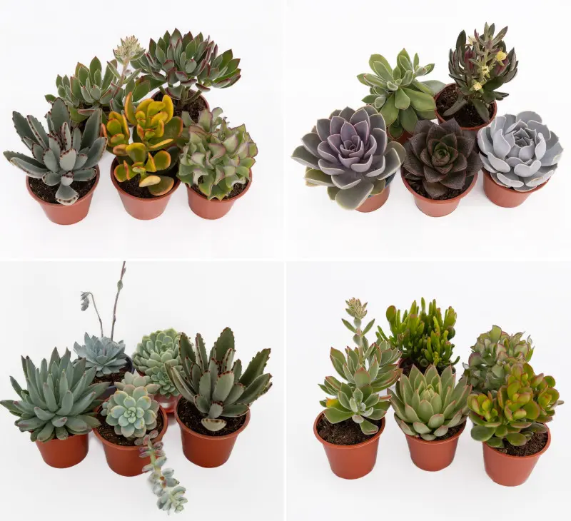 Oferta sukulentów przygotowana przez Plantpol na nadchodzący sezon wiosenny 