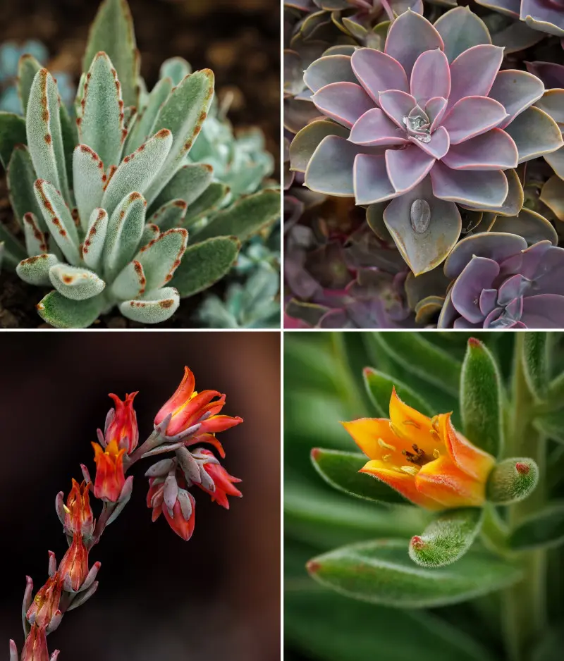 Sukulenty ozdobne