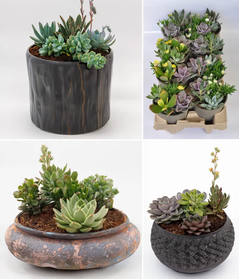 Sukulenty w donicach
