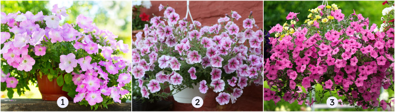 Petunia, surfinia i supertunia