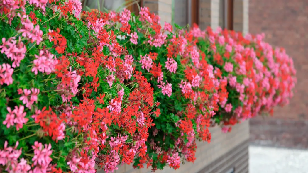 Wady i zalety pelargonii