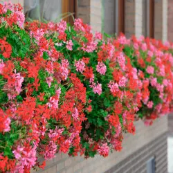 Wady i zalety pelargonii. Czy naprawdę warto kupić je na balkon w 2026 roku?