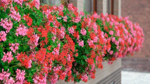 Wady i zalety pelargonii. Czy naprawdę warto kupić je na balkon w 2026 roku?