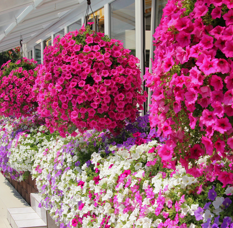 Petunia, surfinia czy supertunia