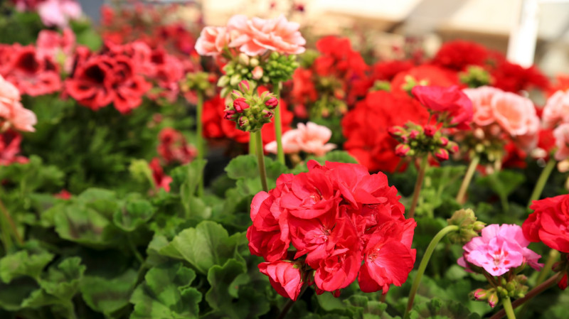 Pelargonie rabatowe 2026