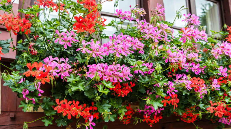 Pelargonie bluszczolistne 2026