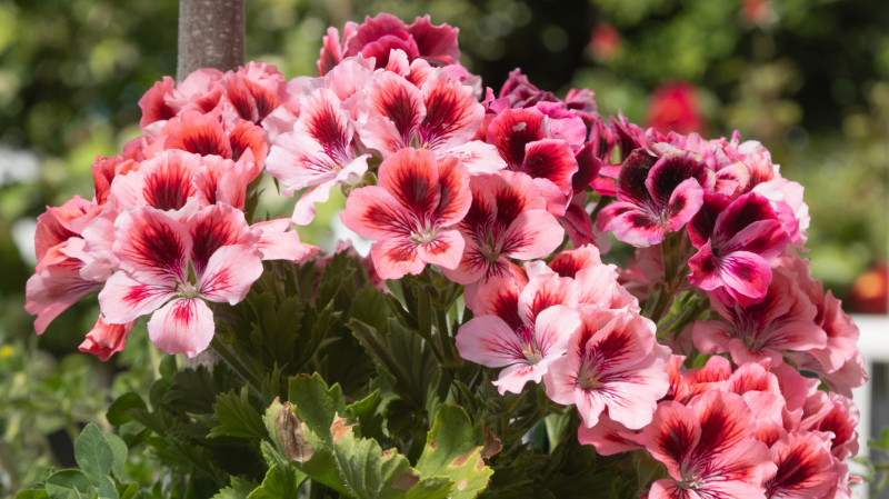 Pelargonie wielkokwiatowe 2026