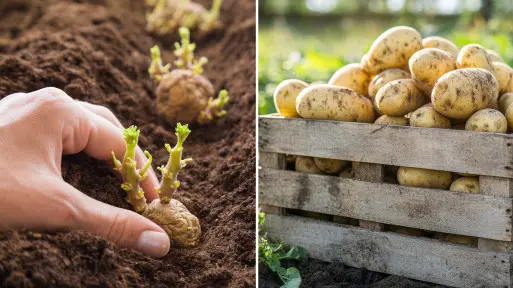 Jak uprawiać ziemniaki sadzeniaki? Krok po kroku i bez błędów – od sadzenia aż po zbiory
