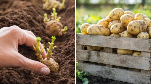 Jak uprawiać ziemniaki sadzeniaki? Krok po kroku i bez błędów – od sadzenia aż po zbiory