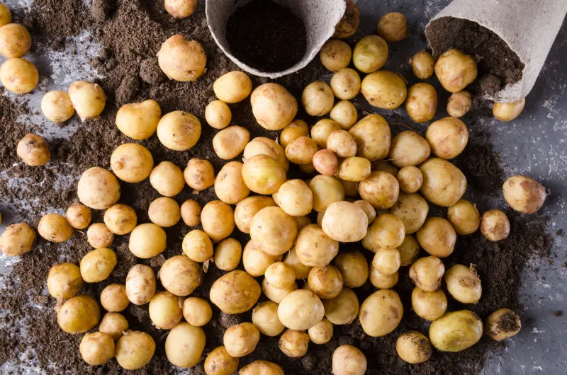 Młode ziemniaki z własnego ogródka są w zasięgu ręki, jeśli zadbasz o trzy kluczowe elementy