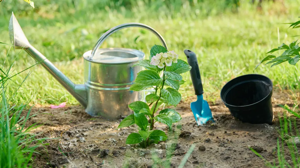 Hortensja po przesadzeniu