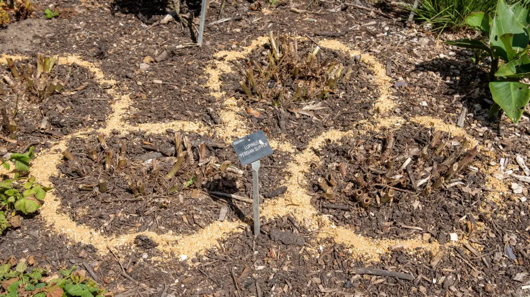 Rozsyp w ogrodzie zamiast soli. Ślimaki się wyniosą i nie zniszczysz gleby