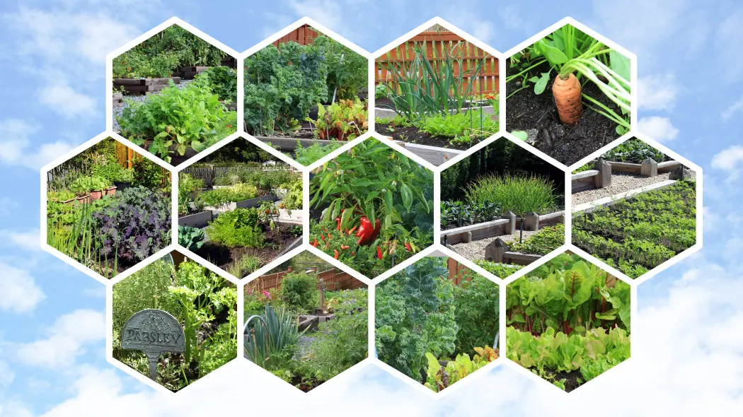 Posadź obok siebie, a plony będą większe. Zobacz, które warzywa się wspierają