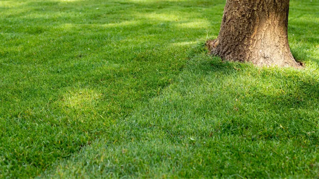 Pielęgnacja trawnika z rolki przez cały rok
