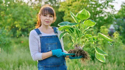 Przesadzanie hosty – jak i kiedy przesadzać funkie?