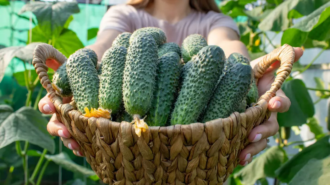Ogórek gruntowy – nowości i pewniaki dla amatorów. Jakie odmiany wybrać w sezonie 2026?