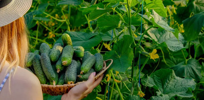 Jak uprawiać ogórki – od siewu do zbioru?