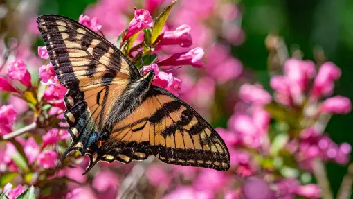 Ten cudowny krzew nie wymaga wiele, a kwitnie dwa razy w roku. Motyle go uwielbiają