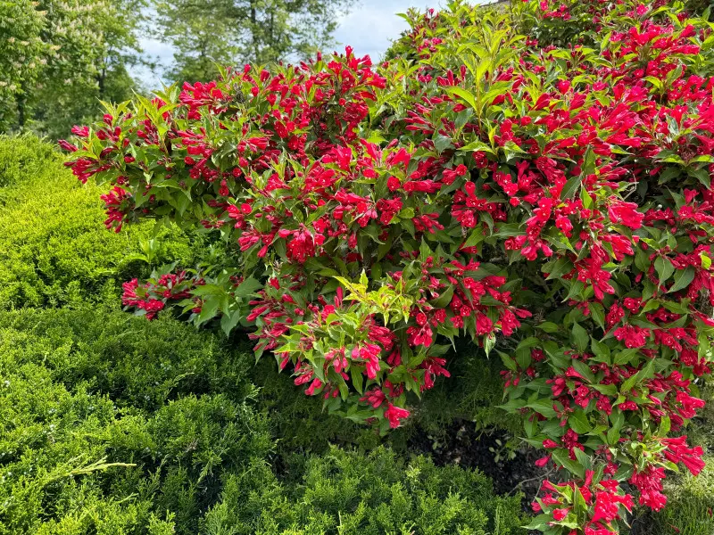 Krzewuszka cudowna w ogrodzie