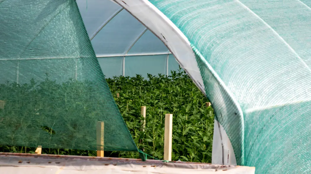 Cieniowanie szklarni