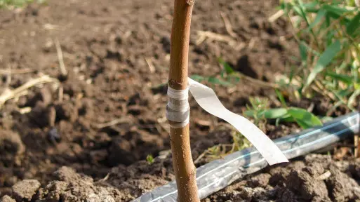 Karłowa, półkarłowa czy silnie rosnąca. Jaką podkładkę jabłoni wybrać?