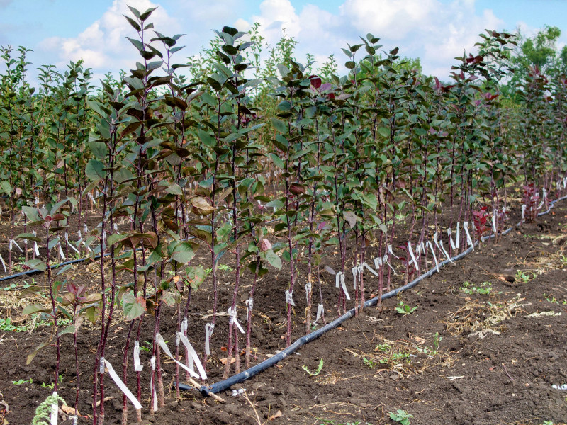 Jabłonie rosnące na podkładkach