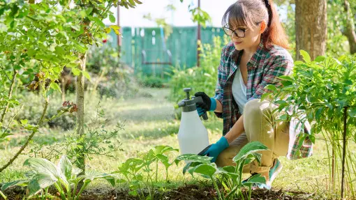 Naturalne środki na szkodniki roślin. Jaki oprysk wybrać, aby nie szkodzić przyrodzie?