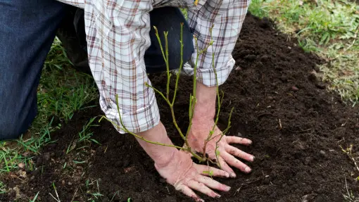Jak przygotować ziemię pod borówki? Wymagania glebowe 