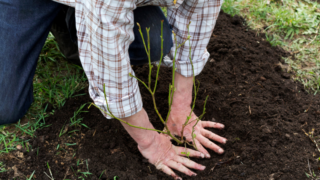 Jak przygotować ziemię pod borówki? Wymagania glebowe 