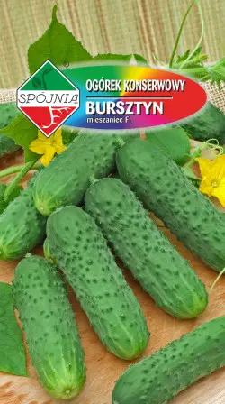 Ogórek BURSZTYN F1